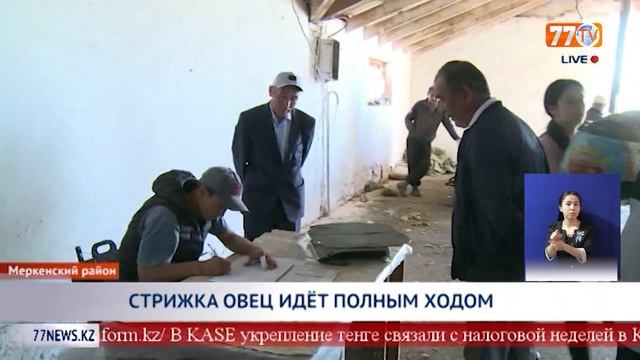 СТРИЖКА ОВЕЦ ИДЕТ ПОЛНЫМ ХОДОМ