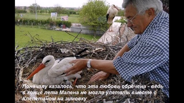 Аист каждый год пролетает 13 000 км, чтобы вернуться к любимой смотреть онлайн