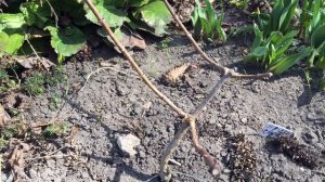 ГОРТЕНЗИИ СЛОМАЛИСЬ ПОД СНЕГОМ