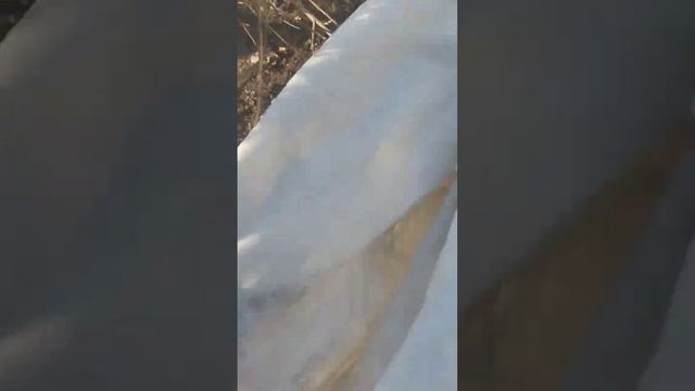 Начало цветения персика из косточки в Омске. #garden #дача #food #eat #омск #персики #peach смотреть онлайн