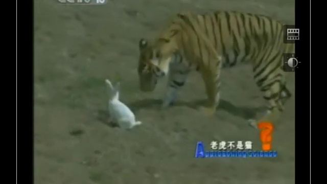 bestiality смотреть онлайн