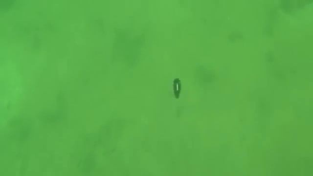 Воблер Крэнк Аквамакс 50 Страйк Про Aquamax Crank Strike Pro для ловли окуня и головля летом смотреть онлайн