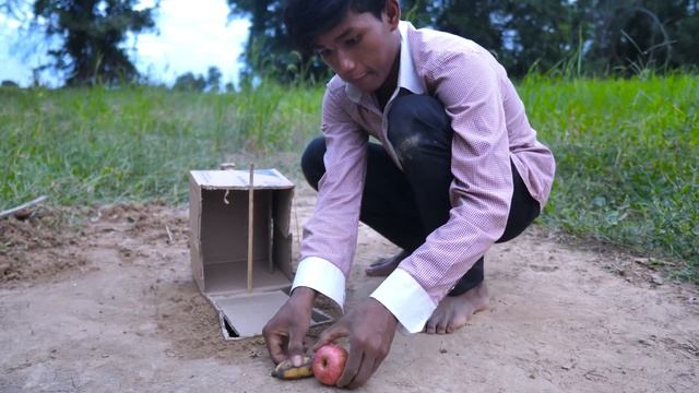 Best Rabbit trap using deep hole paper box смотреть онлайн