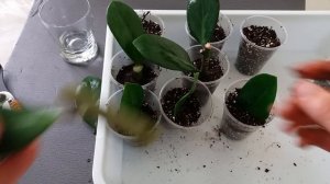 Замиокулькас размножение листом