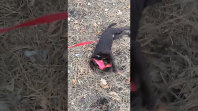 Зачем лабрадору намордник в 4 месяца. смотреть онлайн