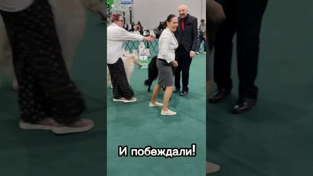 Итоги выставок собак "Созвездие Чемпионов" и "Добрые Традиции" смотреть онлайн