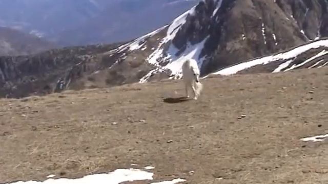 Когда борзая на горе свистнет смотреть онлайн
