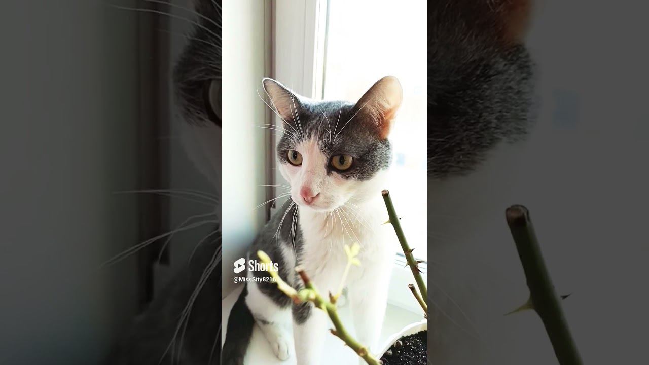 Очень подозрительный #лайк #котики #пародия #мурзик #питомец #кот #котик #приколы #юмор смотреть онлайн