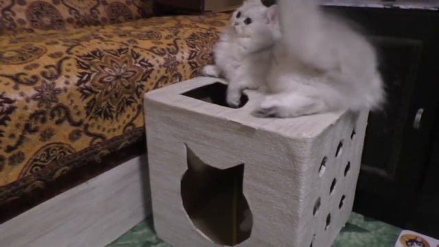 Мама кошка дай молока! Ах нет! Тогда я поймаю твой хвост смотреть онлайн