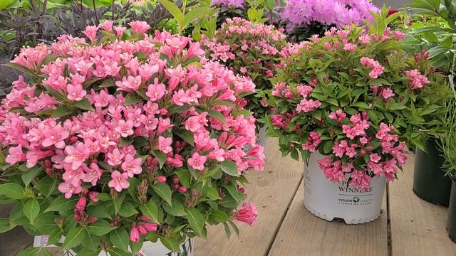 Czechmark Twopink® Weigela from Proven Winners® // Compact HARDY shrub, LOADED with pink flowers! смотреть онлайн