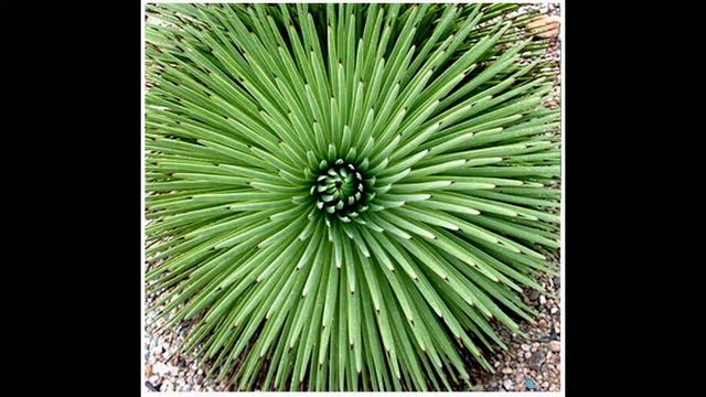 Agave stricta v. NANA - aka hedgehog agave, rabo de léon, Globe Agave Seeds on www.MySeeds.Co смотреть онлайн