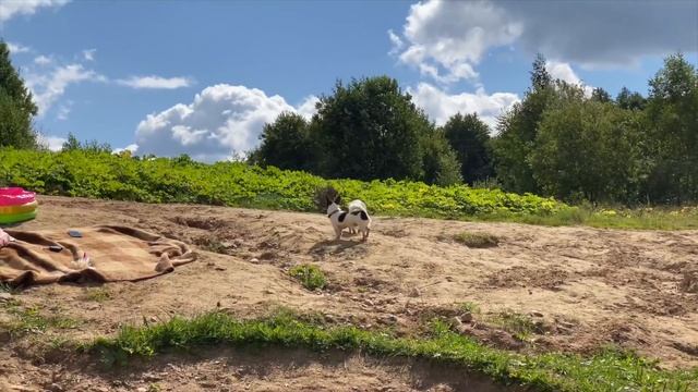 ЗВЕРОЛАГЕРЬ ЕДЕТ НА РЕЧКУ! С КОТОМ ВХОД РАЗРЕШЁН! ЖАРИМ СОСИСКИ НА ОГНЕ И КУПАЕМСЯ смотреть онлайн