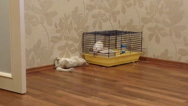 Крыс атакует смотреть онлайн