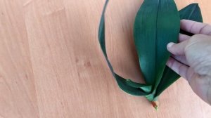 Хорошее удобрение для орхидей.Японское удобрение.Как реанимировать орхидею. Новая орхидея.