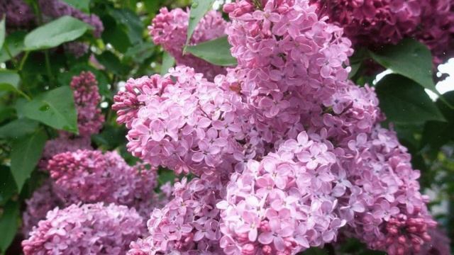 Как Выращивать Сирень из ветки дома смотреть онлайн