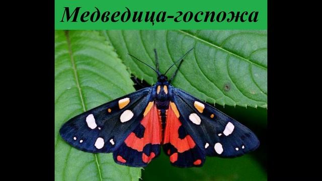 Насекомые, которые занесены в Красную книгу смотреть онлайн