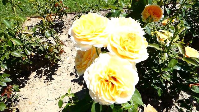 Englische Rose Crown Princess Rosengarten Pitten Rosen Sorten. Bucklige Welt Rosarium. fz82 roses смотреть онлайн