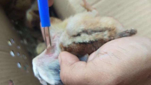 Fowl pox vaccination sa 7days old chick? смотреть онлайн