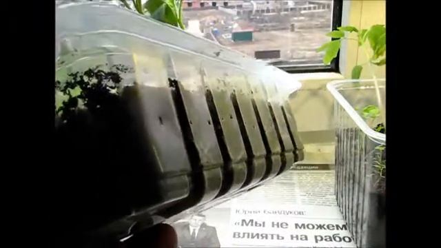 рассада помидор под фитолампой сравнение смотреть онлайн