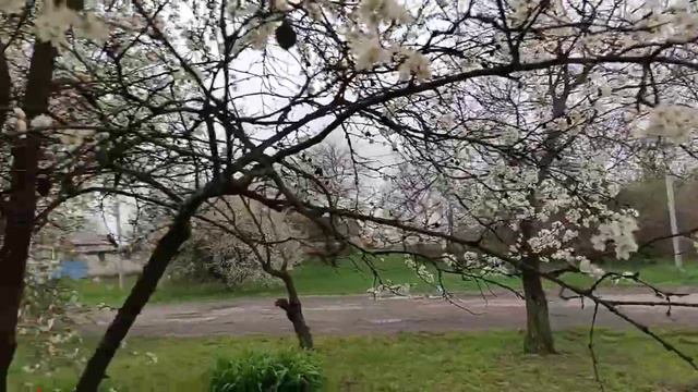 Тиждень не були на дачі/Що з рослинами після буревію. смотреть онлайн