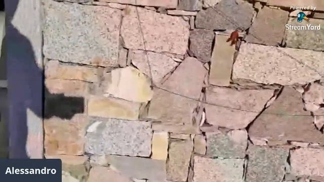 Viola Del Pensiero O Viola Cornuta