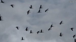 Журавли(Здесь под небом чужим...) -  Александр Никольский