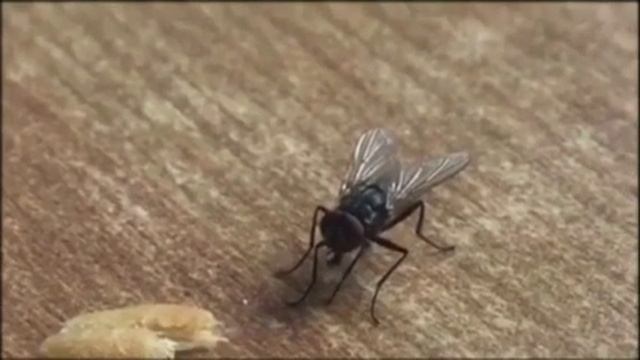 Муха ест... смотреть онлайн