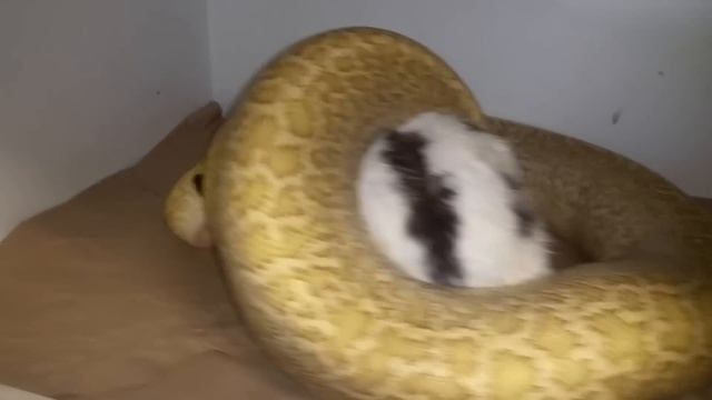 Feeding burmese and reticulated pythons live rabbits (warning-graphic for mature audience only) смотреть онлайн