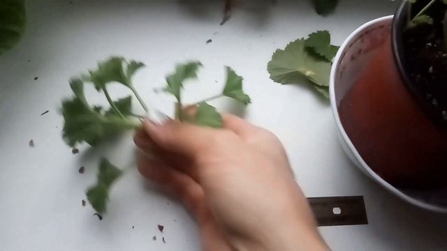 Королевская пеларгония. Черенкование. смотреть онлайн