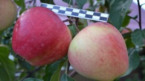 Кандиль орловский - сорт яблони