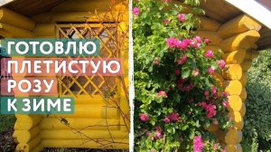 Обрезаю и готовлю плетистую розу к зиме и укрытию. Легко укладываю сама без веревок и проволоки