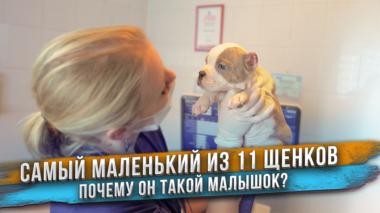Почему Гном такой маленький? Он в порядке? Проверили сердца всем щенкам! смотреть онлайн
