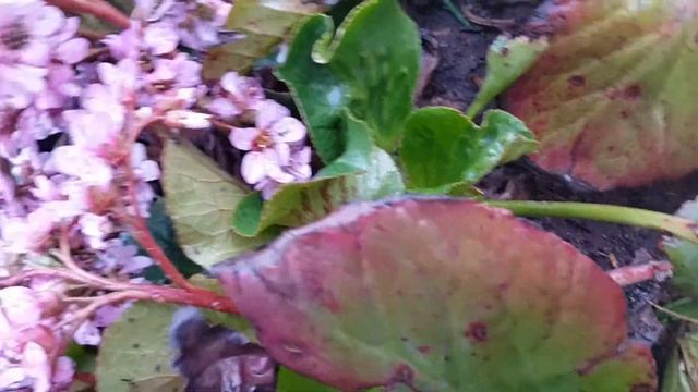 Бадан. Красивоцветущие , теневыносливые многолетники в моем саду. смотреть онлайн