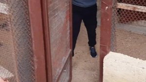 Голуби Владислава Бучеловского.Жуки. 1ч.