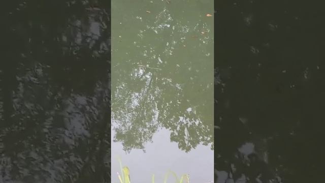 Лето. Пруд в Абрамцево. смотреть онлайн