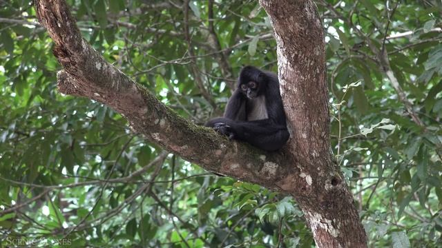 Amazon Wildlife In 4K - Animals That Call The Jungle Home | Amazon Rainforest | Relaxation Film смотреть онлайн