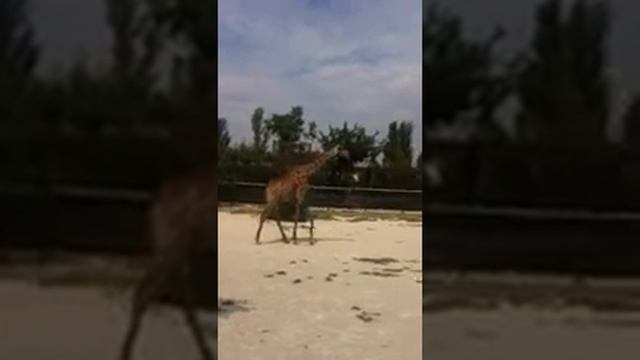 жираф зоопарк Ялта смотреть онлайн