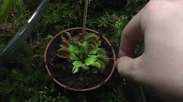 Захлопывание листьев венериной мухоловки смотреть онлайн