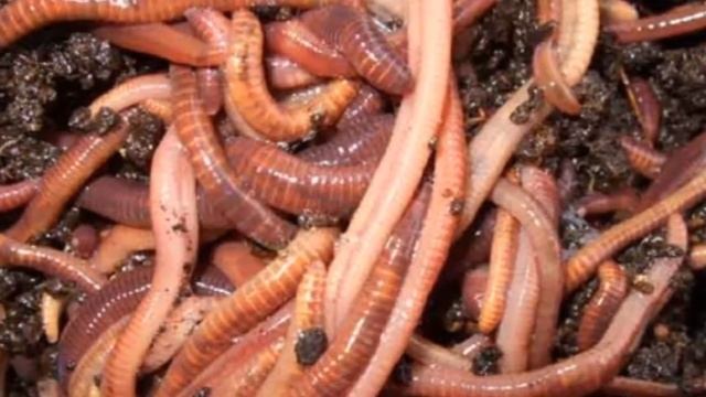 Разведение Калифорнийских Червей в домашних условиях как бизнес идея смотреть онлайн