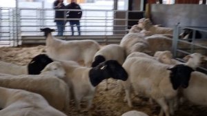 Дорпер. Белый Дорпер. Австралийский меринос.