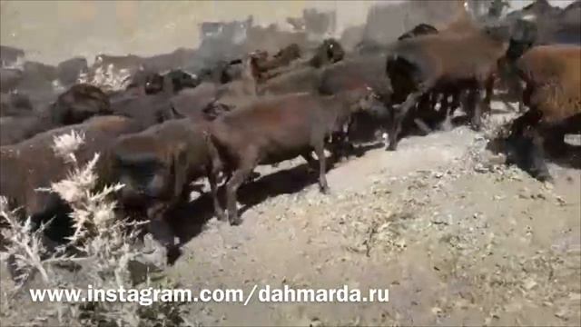 Гиссарские овцы и саги дахмарда возвращаются с горных пастбищ смотреть онлайн