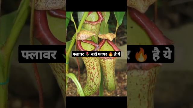 फ्लावर🌷नही फायर 🔥है ये, इसे पुष्पा समझने की भूल बिलकुल ना करे |carnivorous plants | मांसाहारी पौधे смотреть онлайн