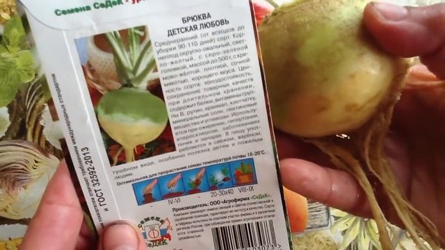 Брюква Детская любовь
