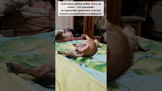 Почему собака спит на спине? ? смотреть онлайн