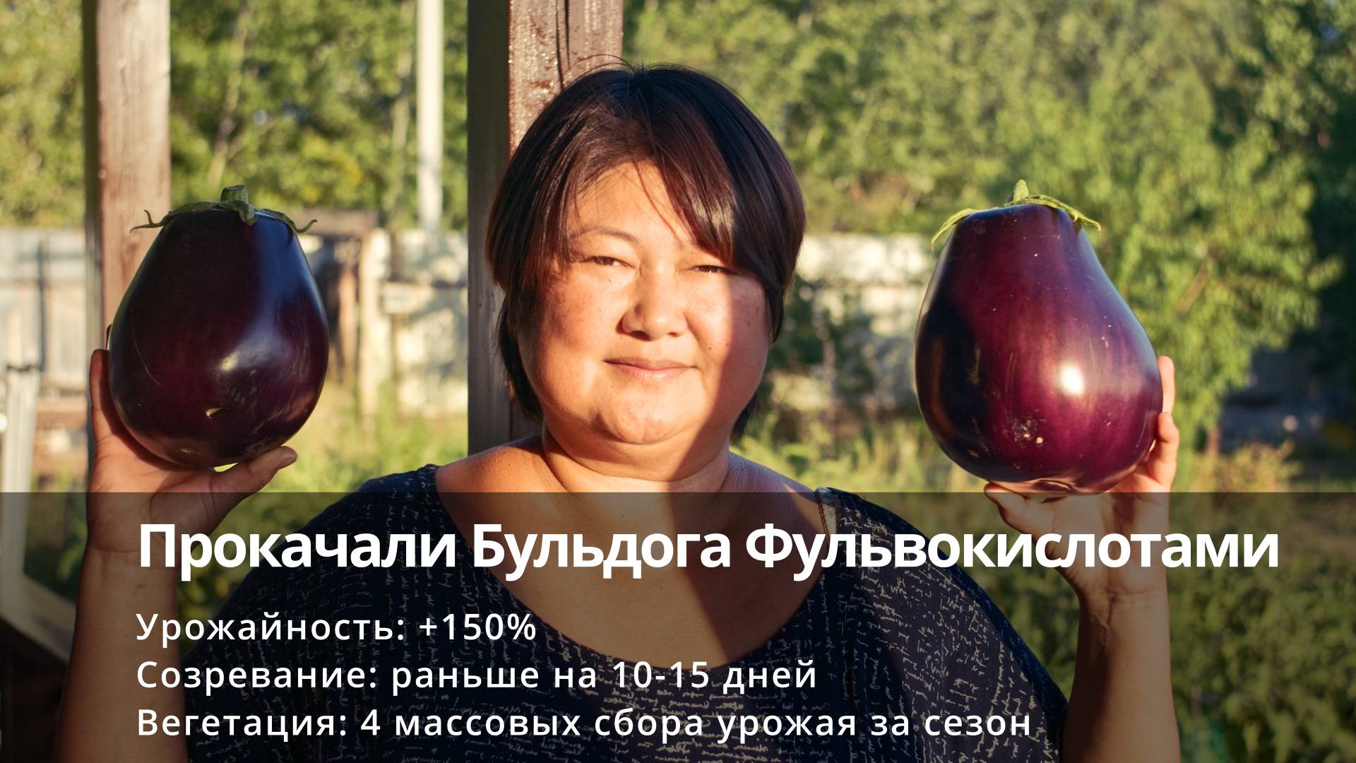 Прокачали Бульдога на 200% фульвокислотами! Суперурожайный баклажан сезона 2024.