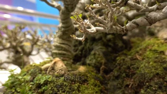Hibiscus Bonsai Forest - Philippines (Bonsai Show MOA _ June2023) смотреть онлайн