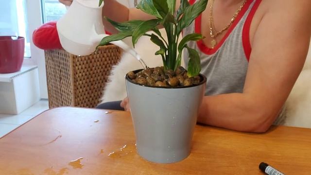 Спатифилюм на гидропонике смотреть онлайн