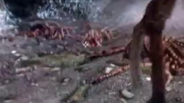 Skyrim-паук пись пись смотреть онлайн