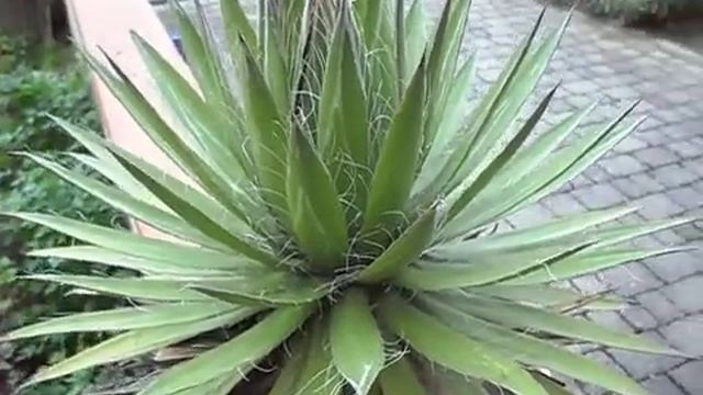 agave filifera смотреть онлайн