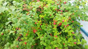 Войлочная вишня, описание растения, мои впечатления, 17 июля 2022